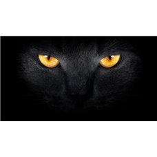 Картина на холсте по фото Модульные картины Печать портретов на холсте Черная кошка - Фотообои Животные|коты
