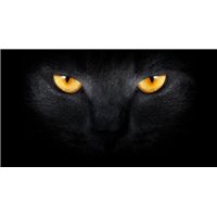 Портреты картины репродукции на заказ - Черная кошка - Фотообои Животные|коты
