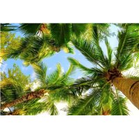 Пальмы - Фотообои природа|деревья и травы