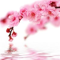 Над водой - Фотообои цветы|цветущие деревья