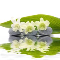 Белая орхидея - Фотообои цветы|другие