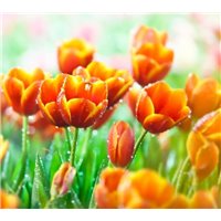 Капельки росы - Фотообои цветы|тюльпаны