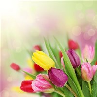 Букет тюльпанов - Фотообои цветы|тюльпаны