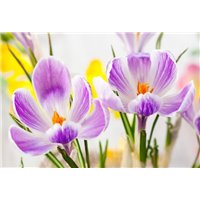 Крокусы - Фотообои цветы|подснежники и крокусы