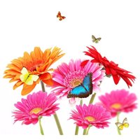 Портреты картины репродукции на заказ - Герберы и бабочки - Фотообои цветы|герберы