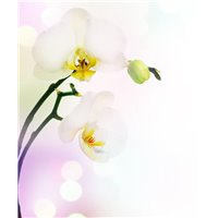 Портреты картины репродукции на заказ - Ветка белой орхидеи - Фотообои цветы|орхидеи