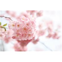 Цветение - Фотообои цветы|цветущие деревья