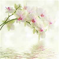 Портреты картины репродукции на заказ - Орхидея над водой - Фотообои цветы|орхидеи