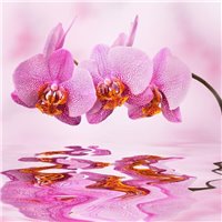 Розовая орхидея - Фотообои цветы|орхидеи