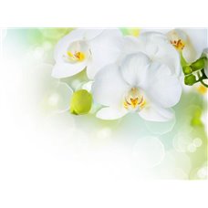 Картина на холсте по фото Модульные картины Печать портретов на холсте Белая орхидея - Фотообои цветы|орхидеи