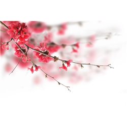 Цветущая веточка - Фотообои цветы|сакура - Модульная картины, Репродукции, Декоративные панно, Декор стен