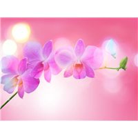 Бабочка возле цветущей ветви - Фотообои цветы|орхидеи