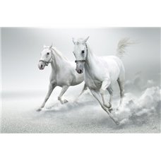 Картина на холсте по фото Модульные картины Печать портретов на холсте Белые лошади - Фотообои Животные|лошади