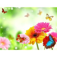 Бабочки и герберы - Фотообои цветы|герберы