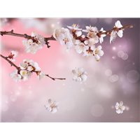 Портреты картины репродукции на заказ - Цветущая вишня - Фотообои цветы|сакура