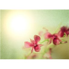 Картина на холсте по фото Модульные картины Печать портретов на холсте Розовая орхидея - Фотообои цветы|орхидеи