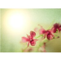 Портреты картины репродукции на заказ - Розовая орхидея - Фотообои цветы|орхидеи