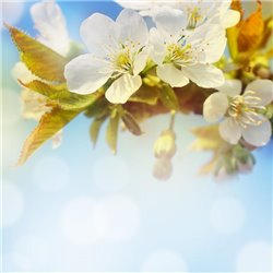 Цветущая ветвь - Фотообои цветы|цветущие деревья - Модульная картины, Репродукции, Декоративные панно, Декор стен