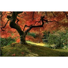Картина на холсте по фото Модульные картины Печать портретов на холсте Под кроной дерева - Фотообои Японские и просто сады