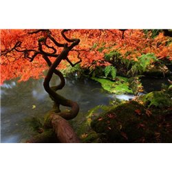 Японский клен осенью - Фотообои природа|деревья и травы - Модульная картины, Репродукции, Декоративные панно, Декор стен