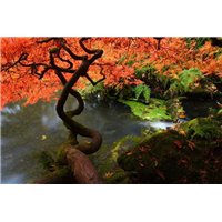 Портреты картины репродукции на заказ - Японский клен осенью - Фотообои природа|деревья и травы