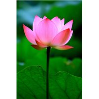Водяная лилия - Фотообои цветы|лотосы