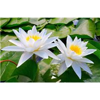 Белые кувшинки - Фотообои цветы|кувшинки