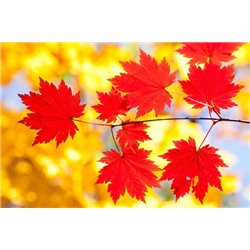 Осенние листья - Фотообои цветы|листья - Модульная картины, Репродукции, Декоративные панно, Декор стен