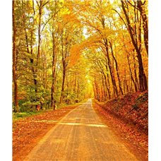Картина на холсте по фото Модульные картины Печать портретов на холсте Дорога между деревьями - Фотообои природа|осень