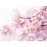 Розовые соцветия - Фотообои цветы|сакура