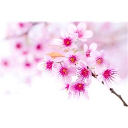 Сакура - Фотообои цветы|сакура - Модульная картины, Репродукции, Декоративные панно, Декор стен