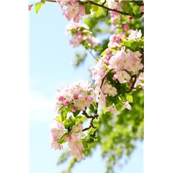 Цветущее дерево - Фотообои цветы|цветущие деревья - Модульная картины, Репродукции, Декоративные панно, Декор стен