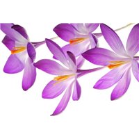 Крокусы - Фотообои цветы|подснежники и крокусы