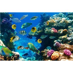 Морской мир - Фотообои Животные|морской мир - Модульная картины, Репродукции, Декоративные панно, Декор стен