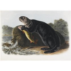 Морская выдра