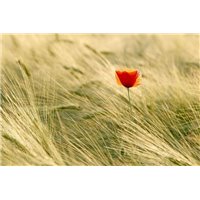 Мак в поле - Фотообои цветы|маки