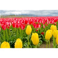Ковер тюльпанов - Фотообои цветы|тюльпаны