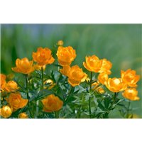Оранжевые цветы - Фотообои цветы|другие