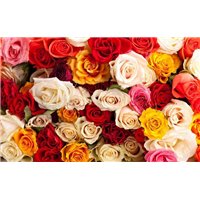 Портреты картины репродукции на заказ - Разноцветные розы - Фотообои цветы|розы