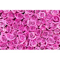 Бутоны розы - Фотообои цветы|розы