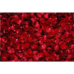 Лепестки роз - Фотообои цветы|розы - Модульная картины, Репродукции, Декоративные панно, Декор стен