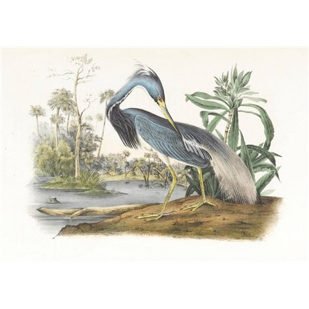 Луизианская цапля