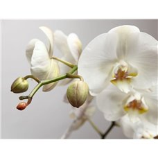 Картина на холсте по фото Модульные картины Печать портретов на холсте Орхидея на сером - Фотообои цветы|орхидеи