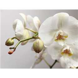 Орхидея на сером - Фотообои цветы|орхидеи - Модульная картины, Репродукции, Декоративные панно, Декор стен