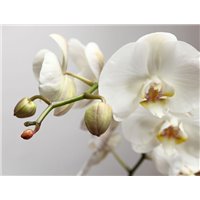 Портреты картины репродукции на заказ - Орхидея на сером - Фотообои цветы|орхидеи