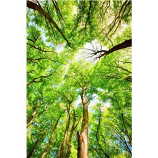 Картина на холсте по фото Модульные картины Печать портретов на холсте Крона деревьев - Фотообои природа|деревья и травы