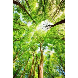 Крона деревьев - Фотообои природа|деревья и травы - Модульная картины, Репродукции, Декоративные панно, Декор стен