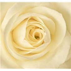 Картина на холсте по фото Модульные картины Печать портретов на холсте Белая роза - Фотообои цветы|розы