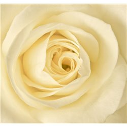 Белая роза - Фотообои цветы|розы - Модульная картины, Репродукции, Декоративные панно, Декор стен