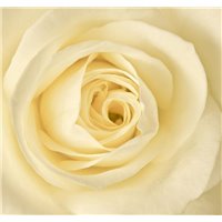 Портреты картины репродукции на заказ - Белая роза - Фотообои цветы|розы